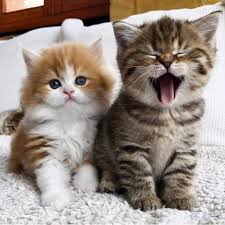 Cats